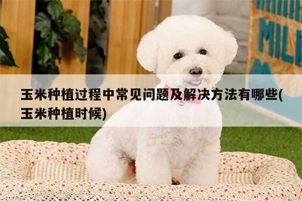 玉米种植过程中常见问题及解决方法有哪些(玉米种植时候)