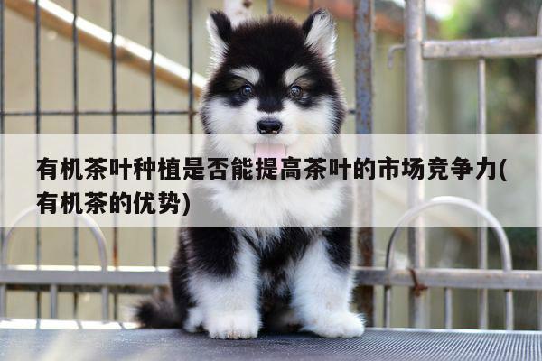 有机茶叶种植是否能提高茶叶的市场竞争力(有机茶的优势)