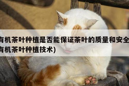 有机茶叶种植是否能保证茶叶的质量和安全(有机茶叶种植技术)