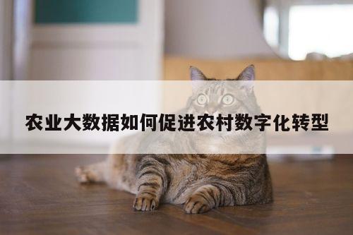 农业大数据如何促进农村数字化转型